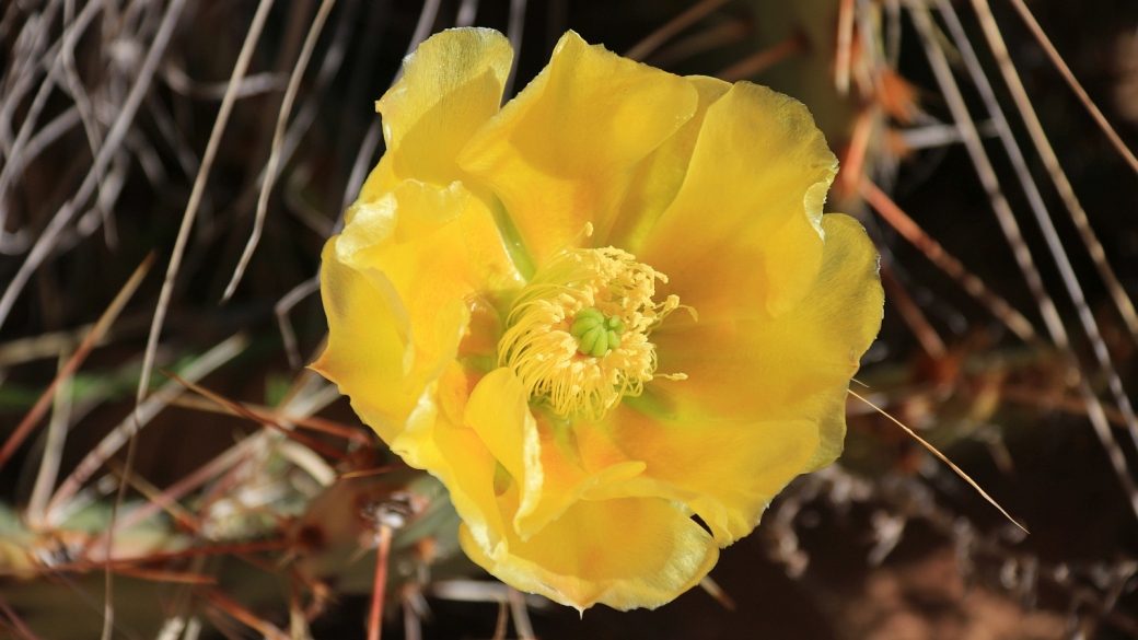 Plain Prickly Pear – Opuntia Polyacantha