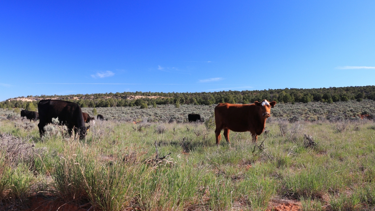 Toddie Canyon – Cedar Mesa – Utah