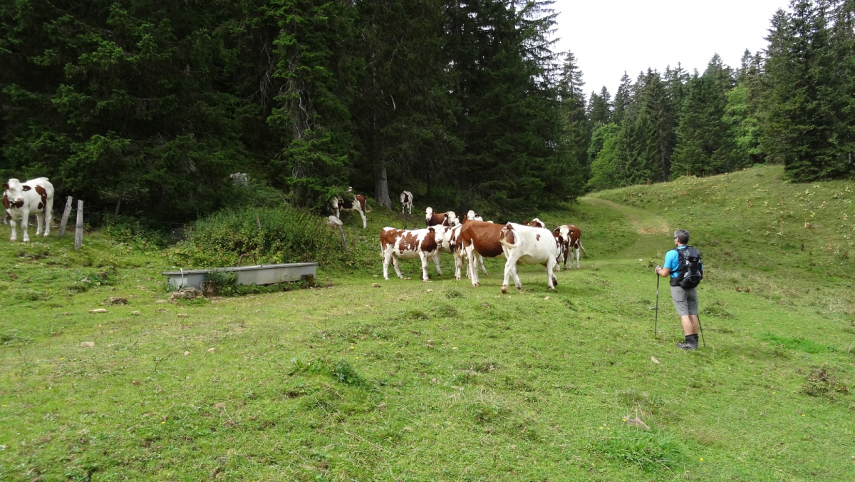 Non loin du Mondion – Bassins – Vaud – Suisse