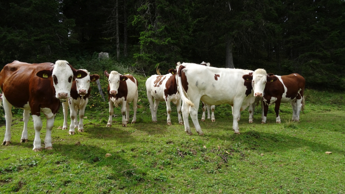 Non loin du Mondion – Bassins – Vaud – Suisse