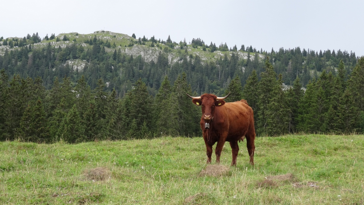 Les Pralets – Bassins – Vaud – Suisse