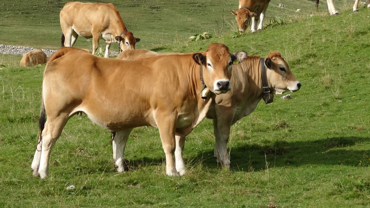 Entre le Couchant et les Begnines – Arzier-Le Muids -Vaud – Suisse