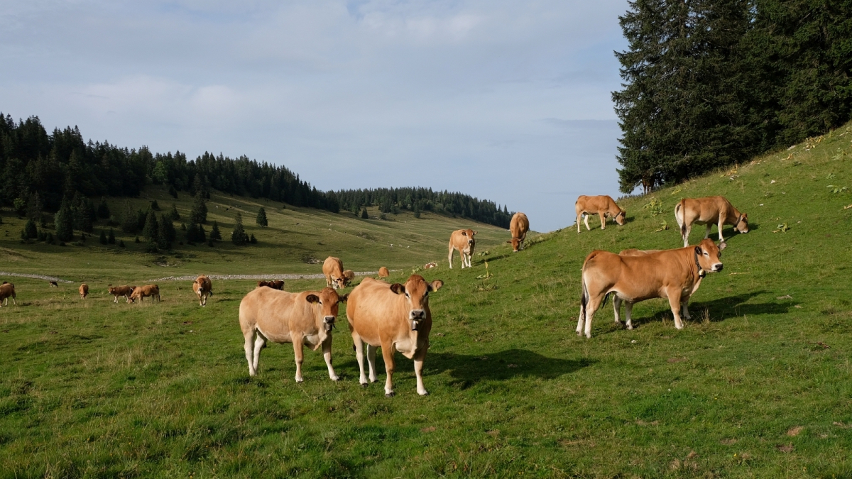 Entre le Couchant et les Begnines – Arzier-Le Muids -Vaud – Suisse