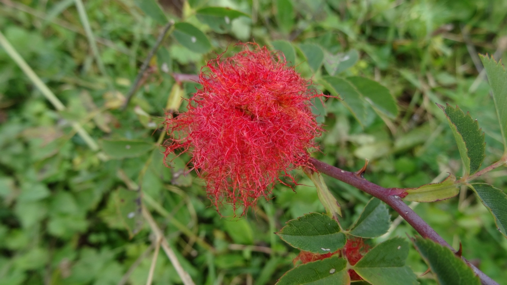 Cynorrhodon - Rosa canina