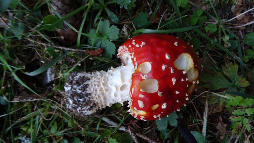 Amanite Tue-Mouche - Amanita Muscaria