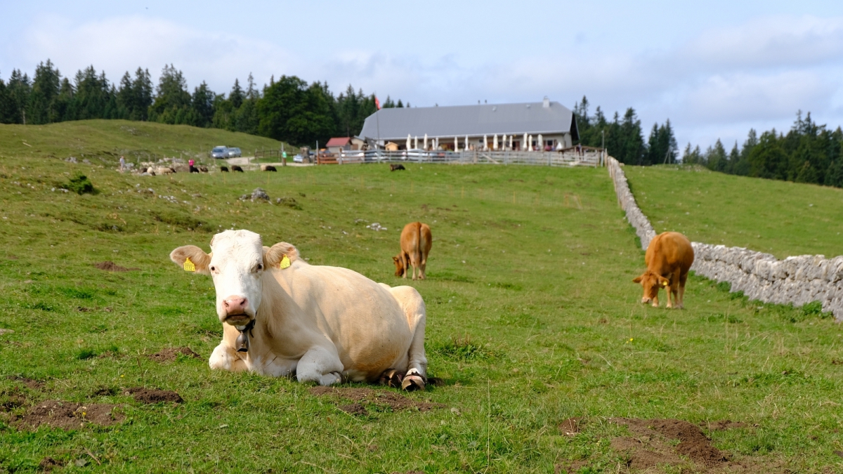 Les Croisettes – L’Abbaye – Vaud – Suisse