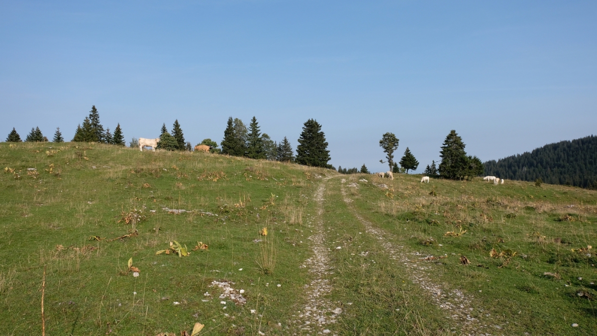 Sapelet Dessus – Vaud – Suisse