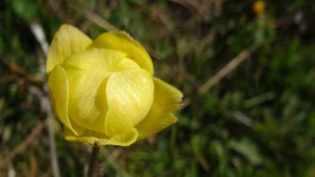 Trolle d'Europe - Trollius Europaeus