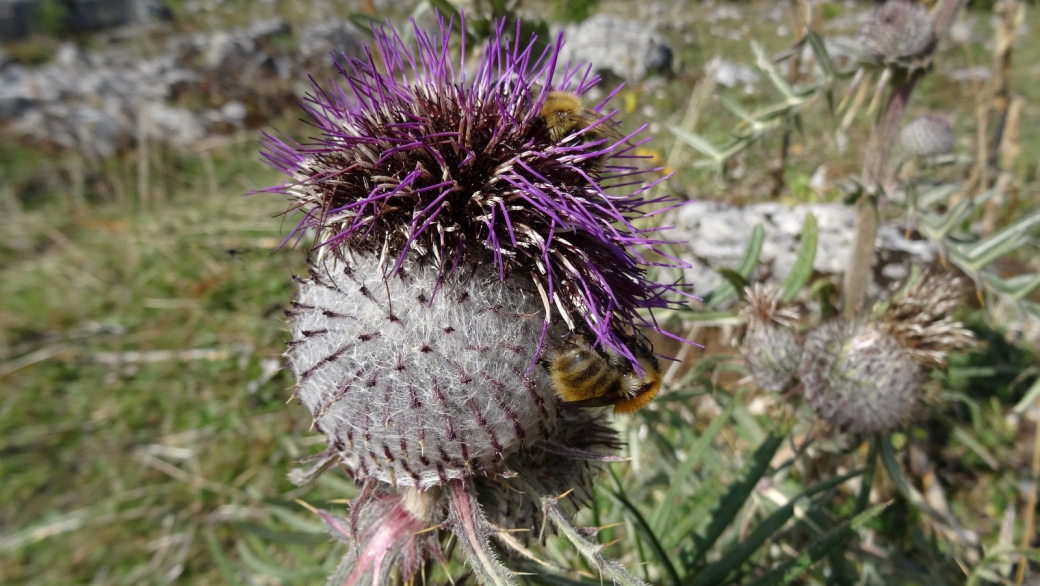 Cirse Capitule Laineux - Cirsium Eriophorum