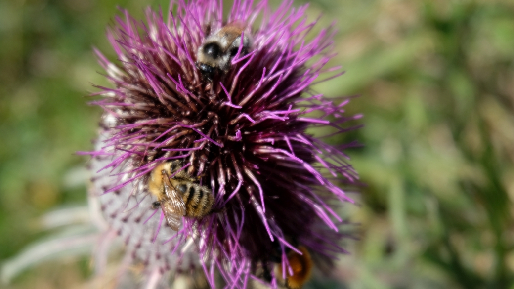 Cirse Capitule Laineux - Cirsium Eriophorum