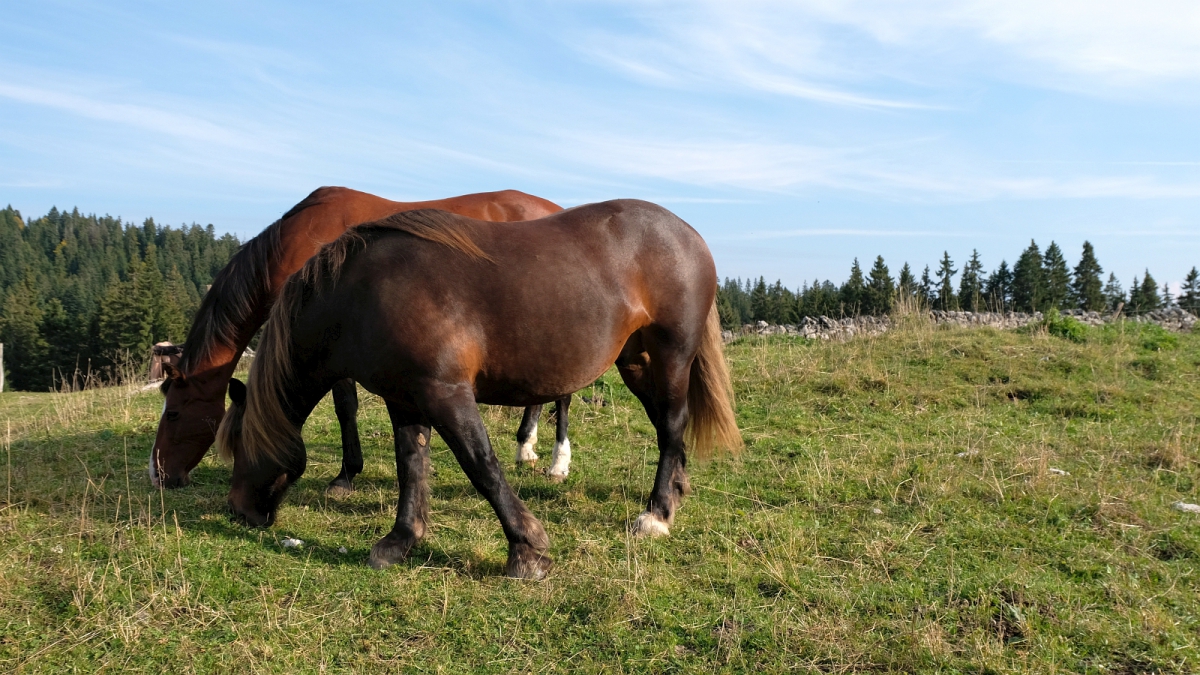 La Grande Enne – Vaud – Suisse