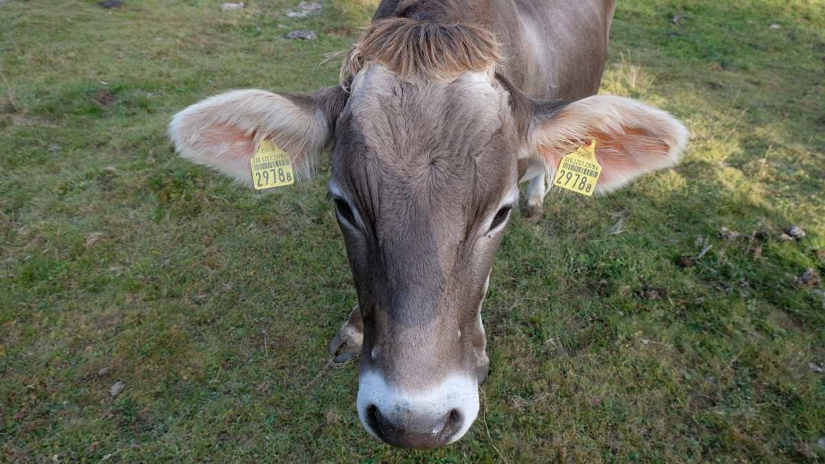 La Petite Enne – Vaud – Suisse
