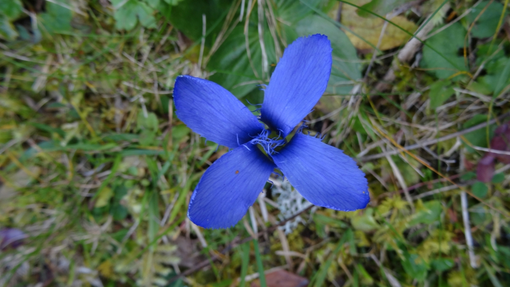 Gentiane Ciliée - Gentianopsis Ciliata