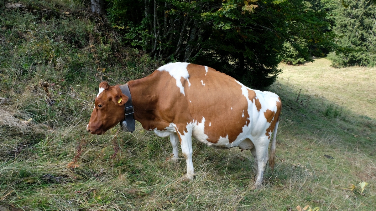 Mont Roux – Vaud – Suisse
