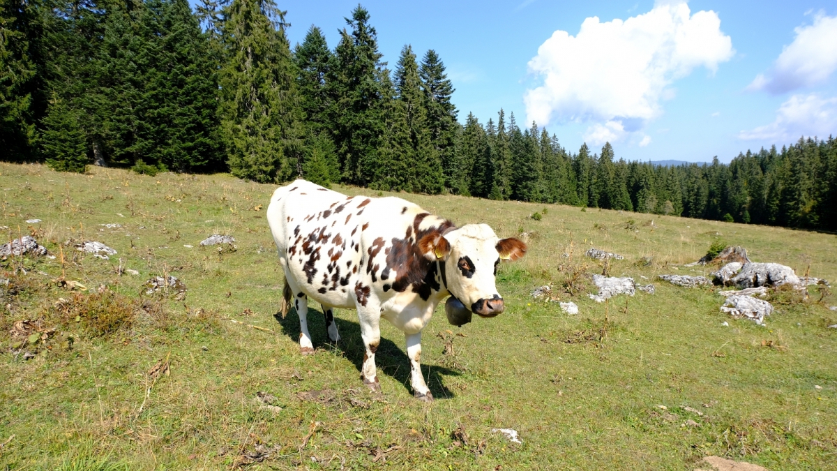 Combes Trebille – Vaud – Suisse