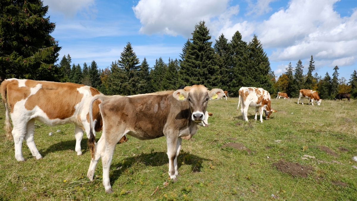 Petit Pré de Rolle – Longirod – Vaud – Suisse