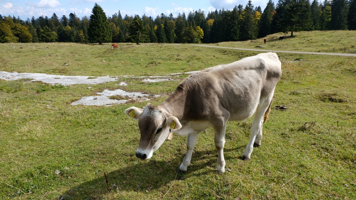 Petit Pré de Rolle – Longirod – Vaud – Suisse