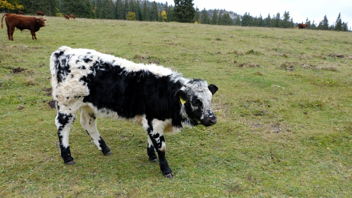 Les Pralets – Bassins – Vaud – Suisse