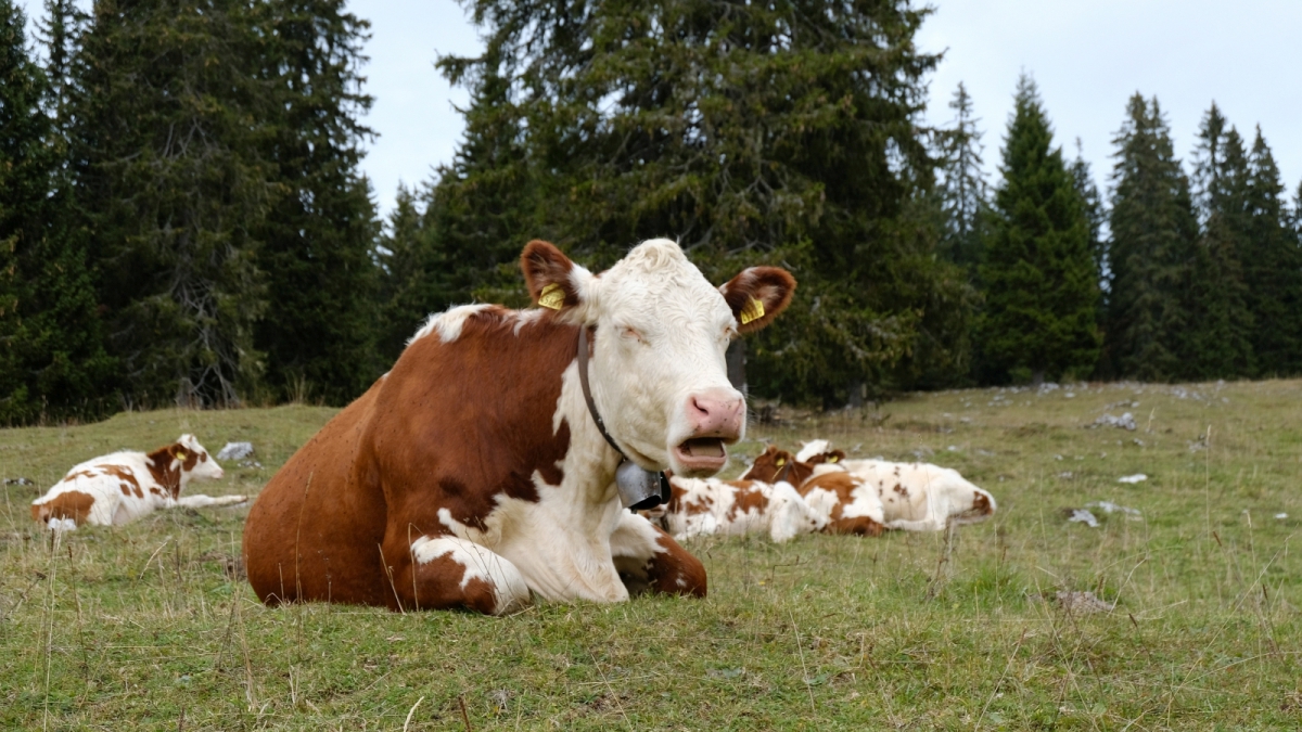 La Grande Enne – Vaud – Suisse