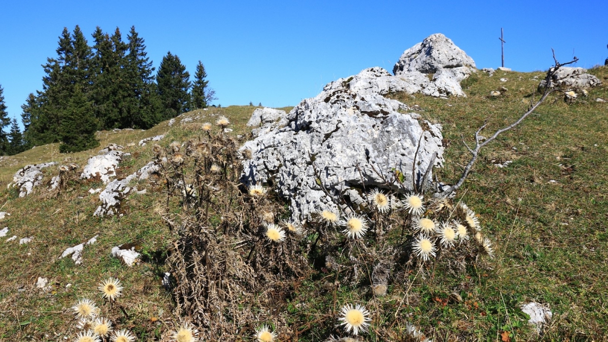 Mont Sâla – Arzier-Le Muids – Vaud – Suisse