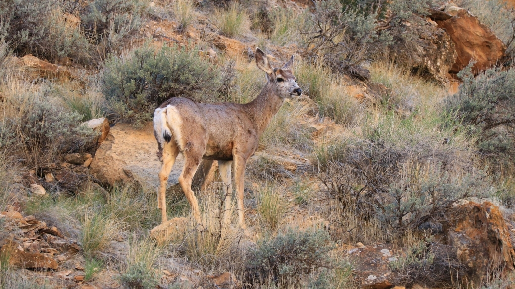 Une bichette croisée à Nine Mile Canyon, dans l'Utah.