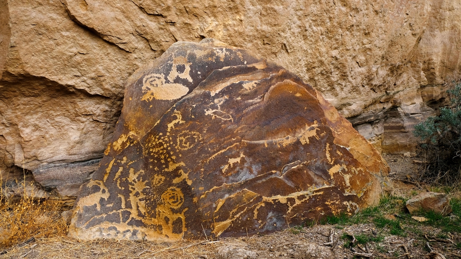 Pregnant Buffalo – Nine Mile Canyon – Utah