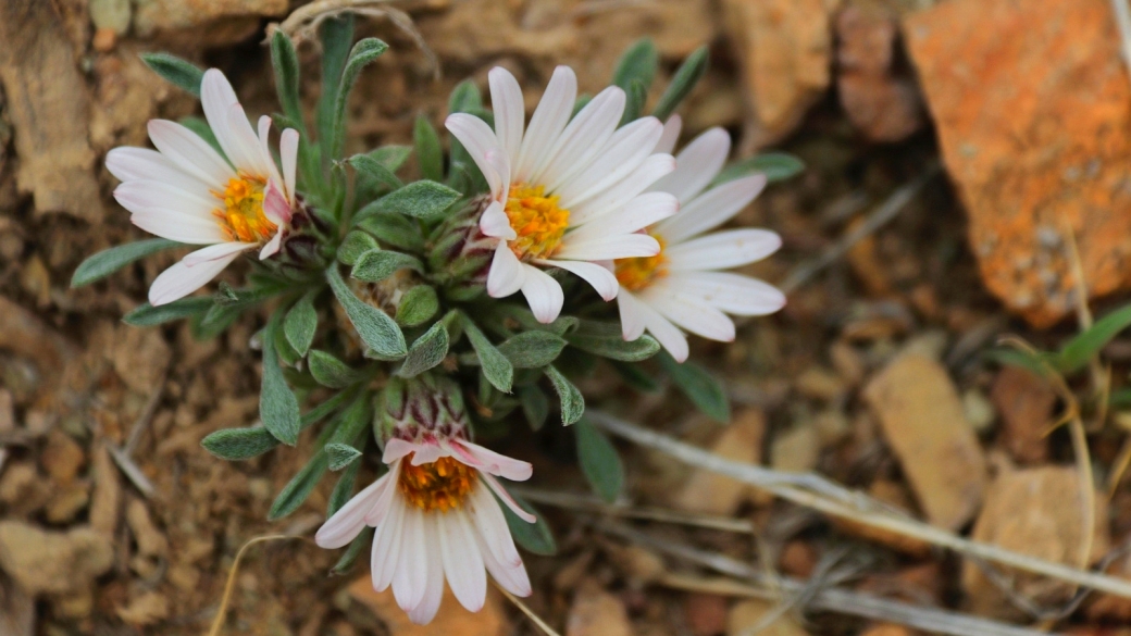 Silvery Townsendia – Townsendia Florifer