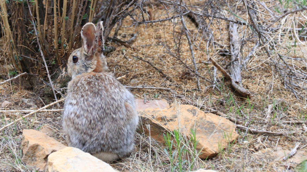 Lui, c'est le lapin de Daddy Canyon Complex, dans le Nine Mile Canyon, à proximité de Price, Utah.