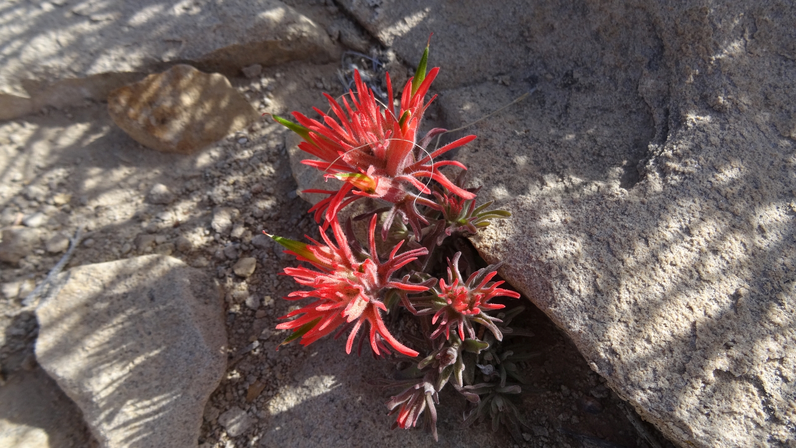 Desert Indian Paintbrush – Castilleja Chromosa