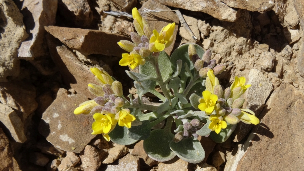 Newberry’s Twinpod – Physaria Newberry