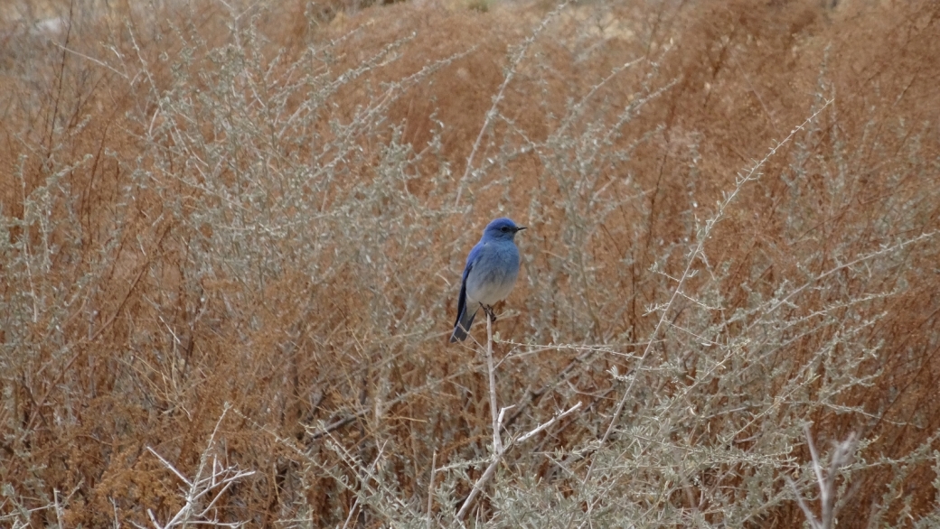 Mountain Bluebird ou Sialia currucoides, au Head of Sinbad Pictograph Panel, San Rafael Swell, près de Green River, dans l'Utah.