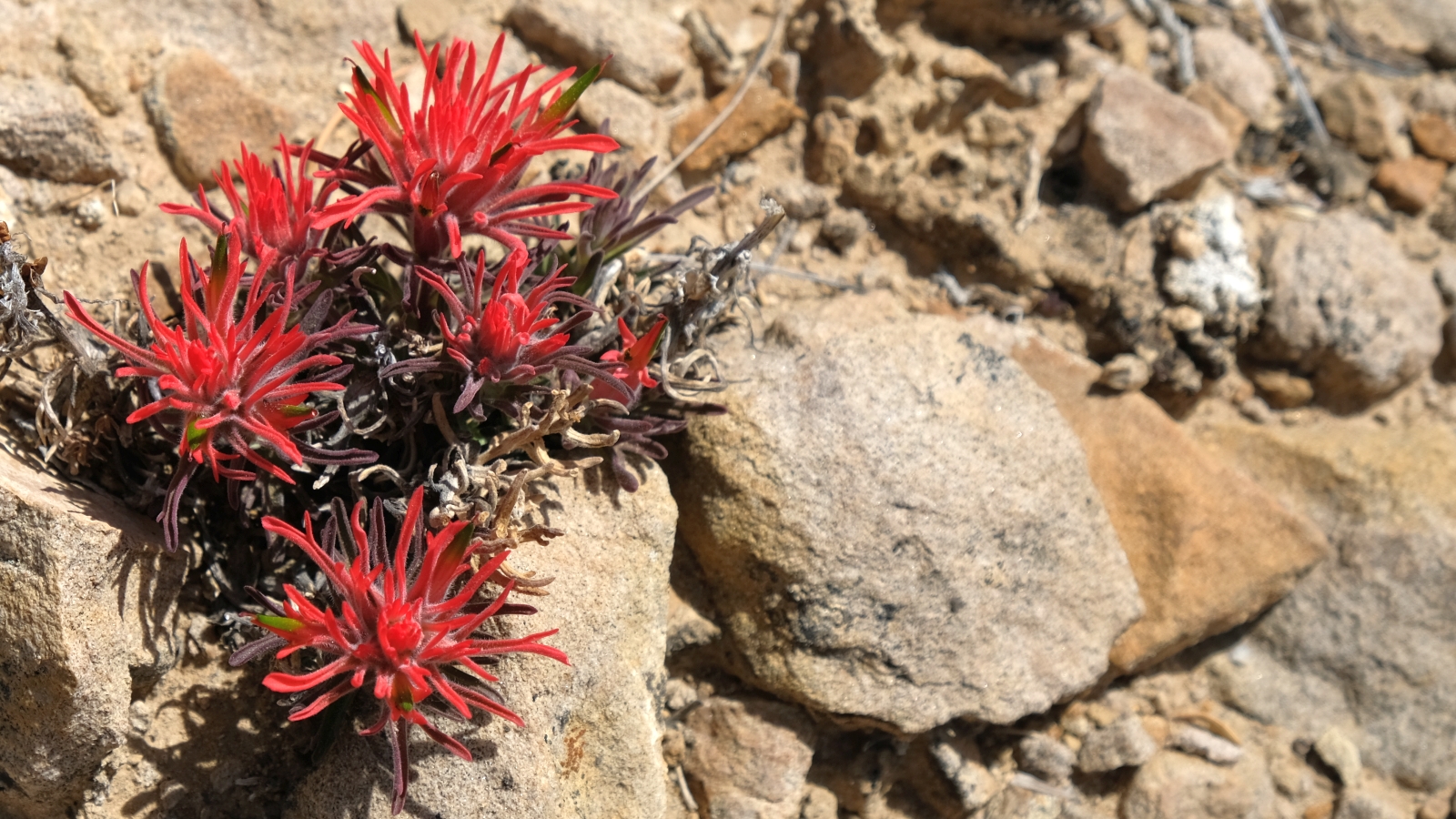 Desert Indian Paintbrush – Castilleja Chromosa