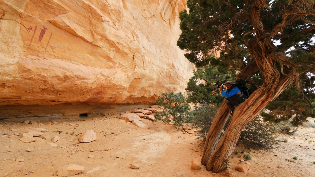 Stefano perché dans un arbre au Head of Sinbad Pictograph Panel, San Rafael Swell, près de Green River, dans l'Utah.