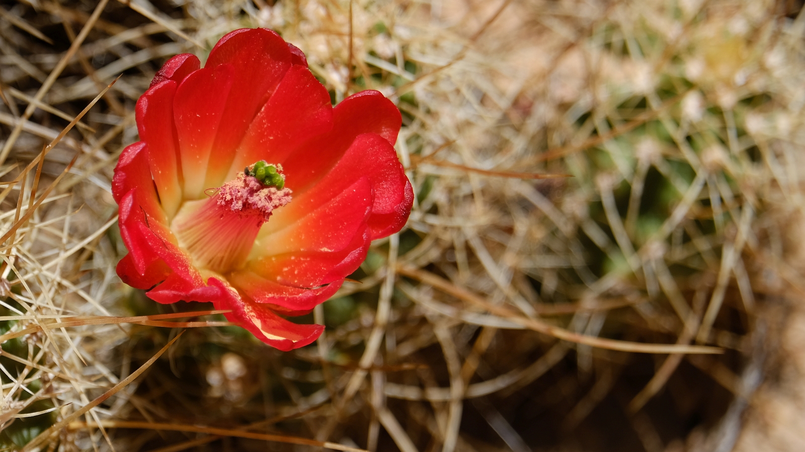 Claret Cup Cactus – Echinocereus Triglochidiatus