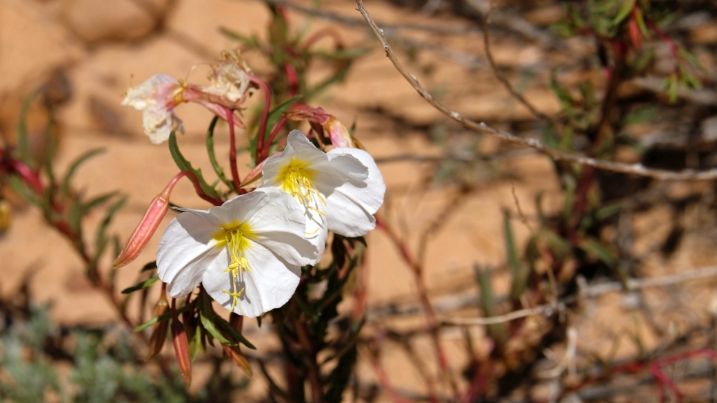 Pale Evening Primrose – Oenothera Pallida