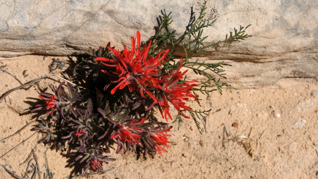 Desert Indian Paintbrush – Castilleja Chromosa