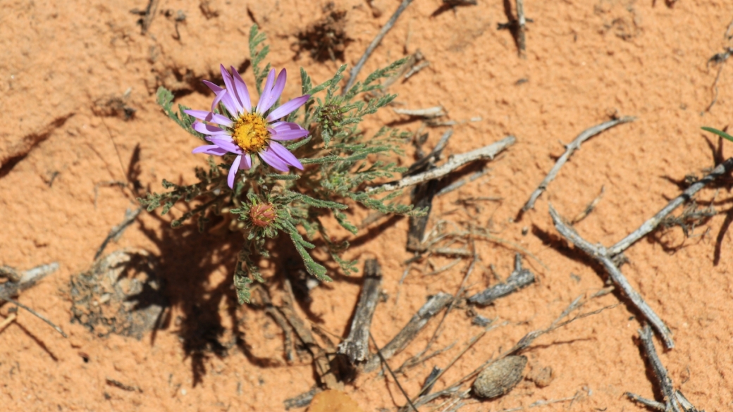 Gray Tansy Aster - Dieteria canescens