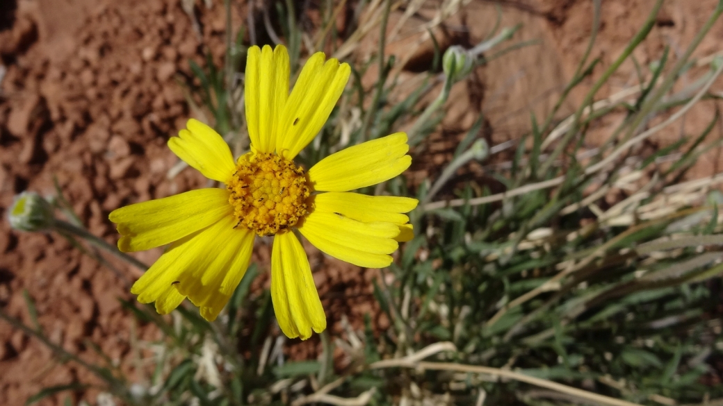 Stemless Woollybase – Asteraceae Hymenoxys Acaulis