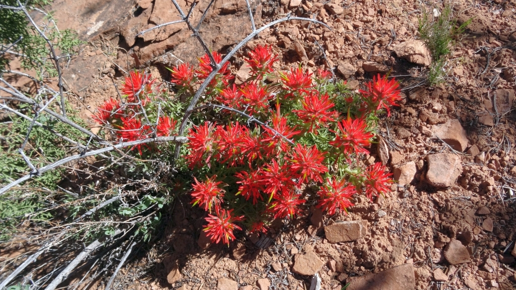 Desert Indian Paintbrush – Castilleja Chromosa