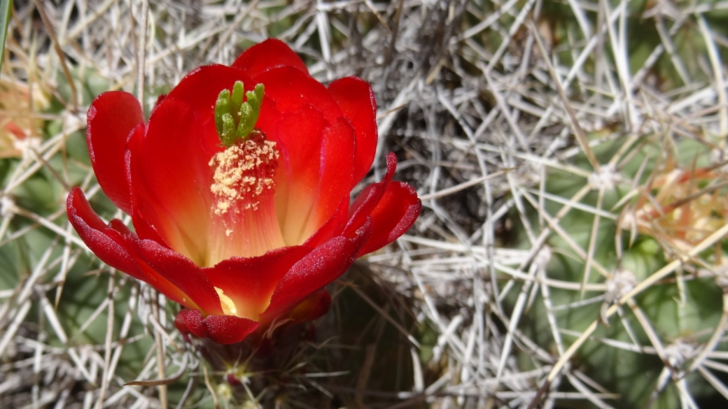 Claretcup Cactus – Echinocereus Triglochidiatus