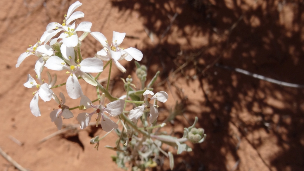 Spectacle Pod - Dimorphocarpa Wislizeni