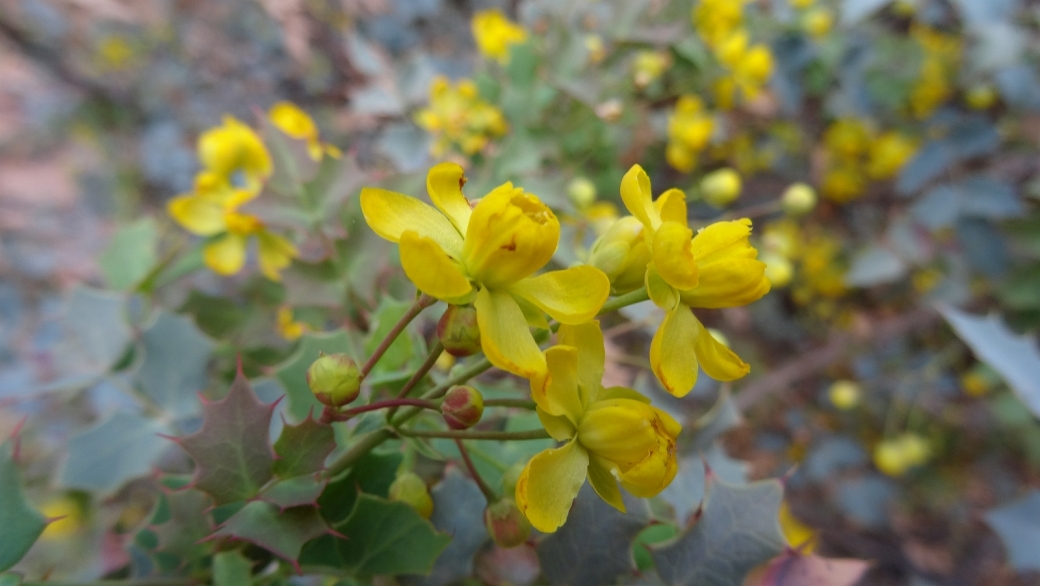 Grape - Mahonia Aquifolium