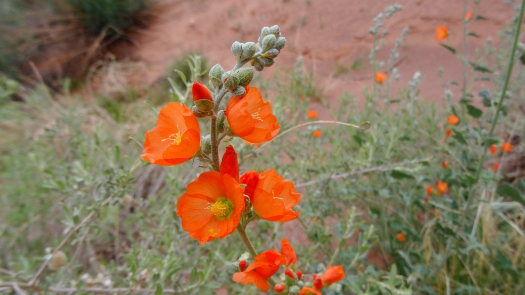 Scarlet Globemallow – Sphaeralcea Coccinea