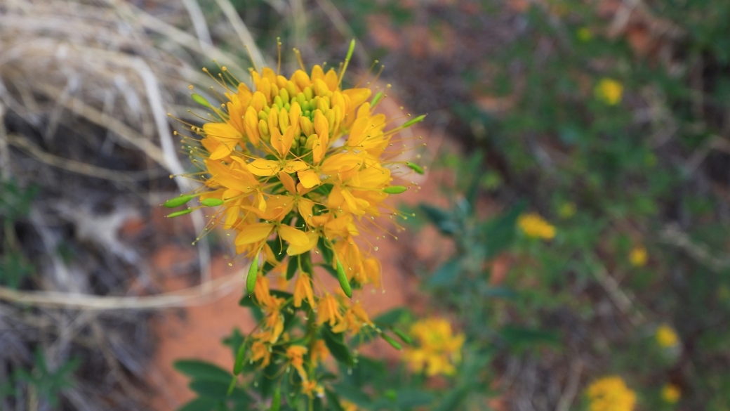 Yellow Bee Plant - Cleome Lutea