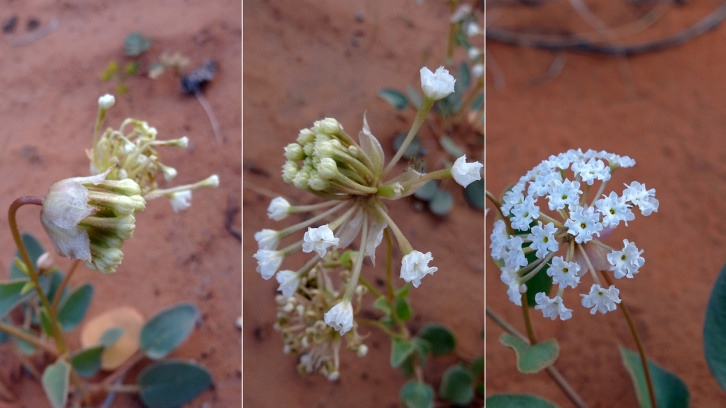 Mojave Sand Verbena - Abronia Pogonantha