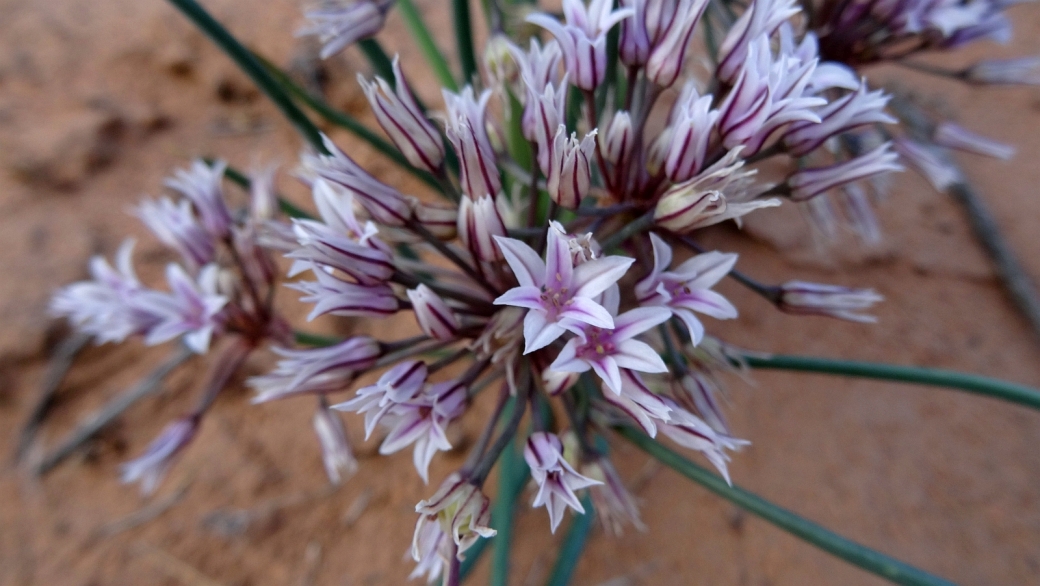 Prairie Wild Onion - Allium Textile