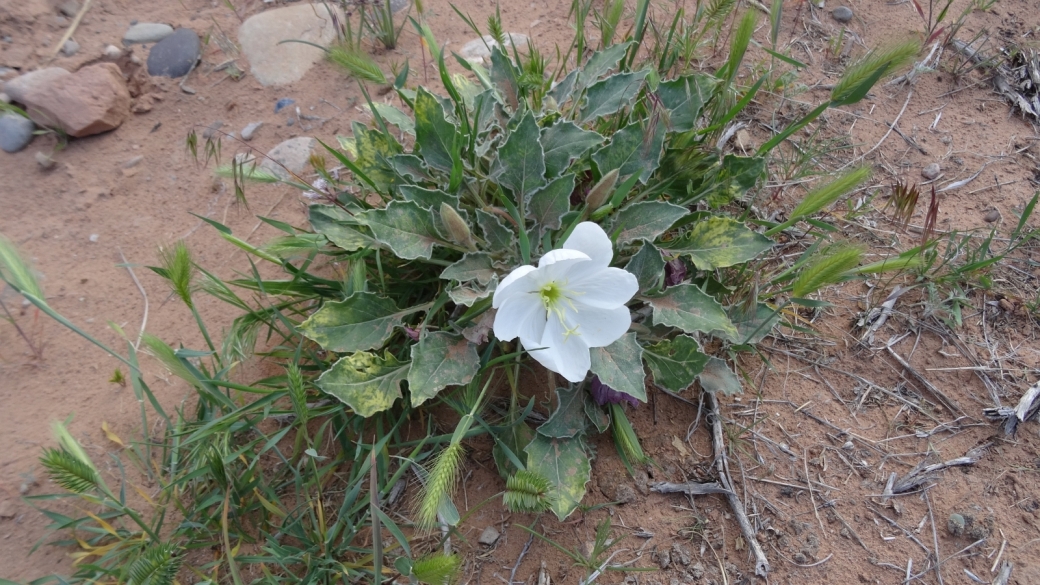 Morning Lily - Oenothera Caespitosa