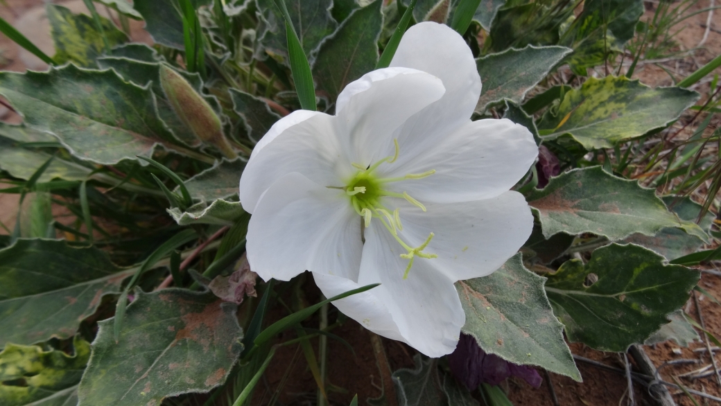 Morning Lily - Oenothera Caespitosa