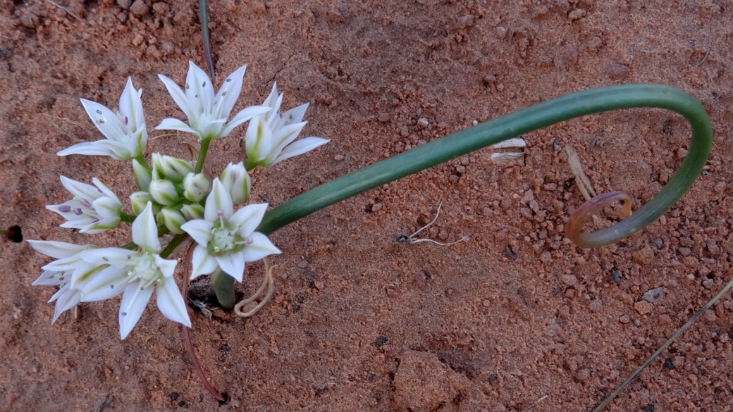 Prairie Wild Onion - Allium Textile