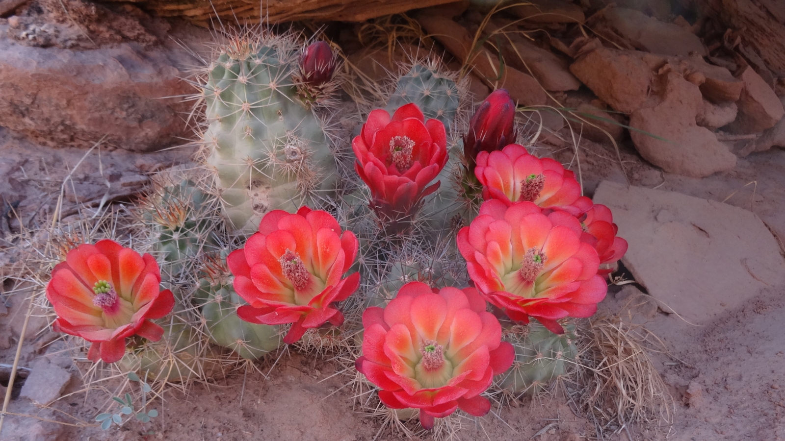 Claret Cup Cactus – Echinocereus Triglochidiatus